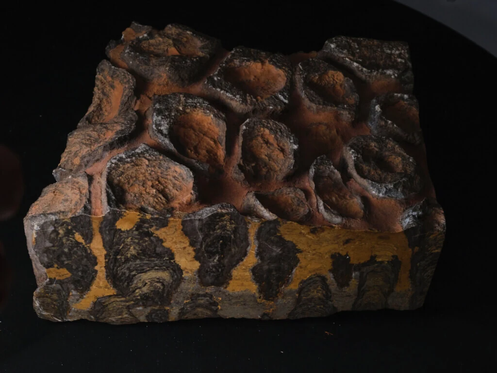 roches museum dhistoire naturelle pacome Sadek photographe049