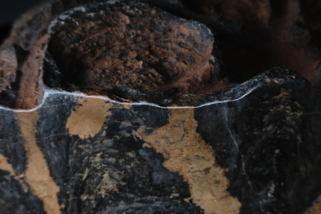 roches museum dhistoire naturelle pacome Sadek photographe060