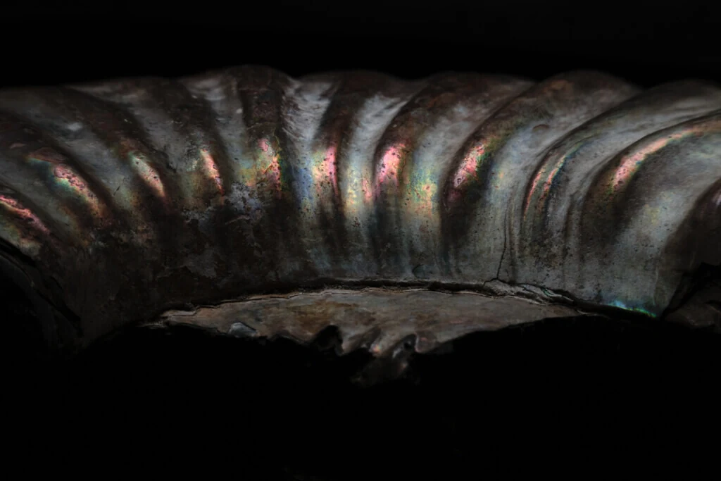 roches museum dhistoire naturelle pacome Sadek photographe120